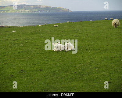 Zwei kleine Lämmer in Nordirland Stockfoto