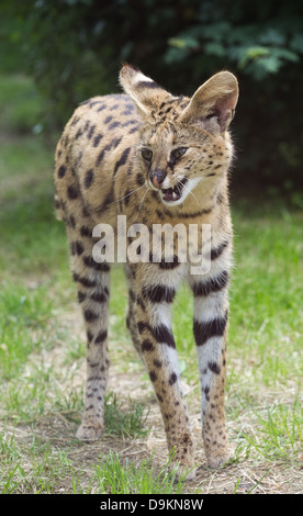 Serval (Leptailurus Serval) Stockfoto