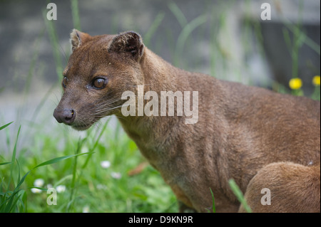 Fossa (Cryptoprocta Ferox) Stockfoto