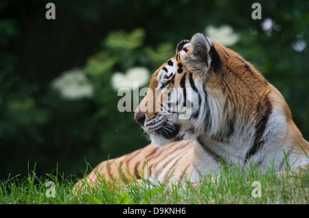 Sibirischer Tiger (Panthera Tigris Altaica) Stockfoto