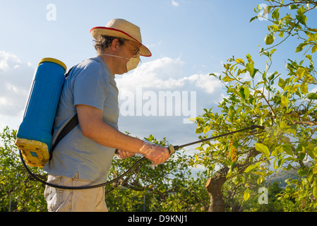 Landarbeiter in einer citrus Plantage Sprühen von Pestiziden Stockfoto