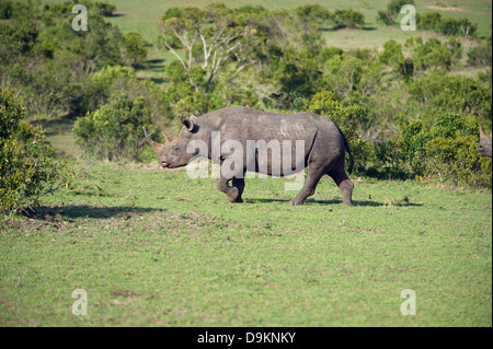 Nashorn in der Mara Simba Hügeln, Masai Mara, Kenia Stockfoto