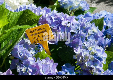 Hortensia oder Hortensie Pflanze für den Verkauf auf Béziers Blumenmarkt. Stockfoto