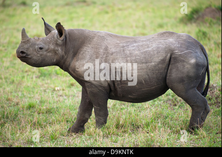 Nashorn-Kalb in der Mara Simba Hills, Masai Mara, Kenia Stockfoto