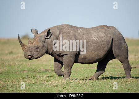 Nashorn in der Mara Simba Hügeln, Masai Mara, Kenia Stockfoto