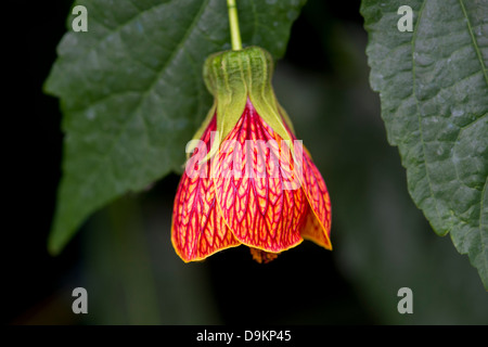 Frameworks Pictum. Redvein Frameworks / rote Ader Indian Mallow Stockfoto