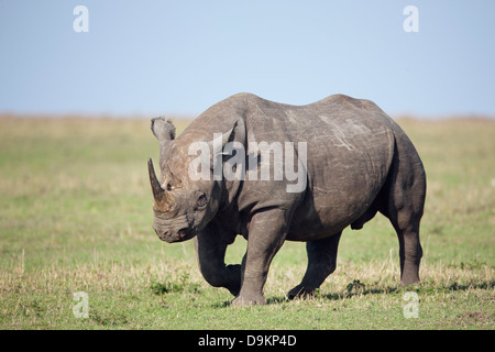 Nashorn in der Mara Simba Hügeln, Masai Mara, Kenia Stockfoto