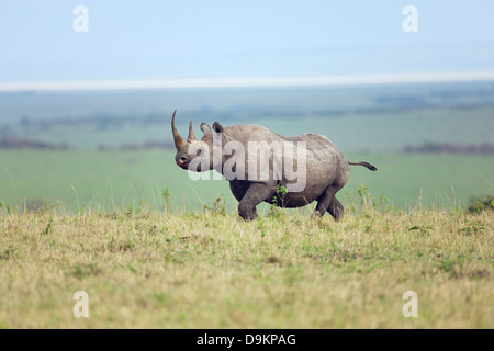 Nashorn in der Mara Simba Hügeln, Masai Mara, Kenia Stockfoto