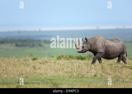 Nashorn in der Mara Simba Hügeln, Masai Mara, Kenia Stockfoto