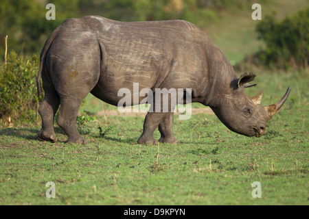 Nashorn in der Mara Simba Hügeln, Masai Mara, Kenia Stockfoto