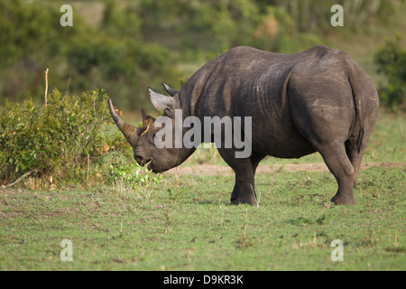 Nashorn in der Mara Simba Hügeln, Masai Mara, Kenia Stockfoto