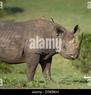 Nashorn in der Mara Simba Hügeln, Masai Mara, Kenia Stockfoto