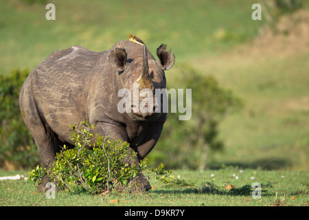 Nashorn in der Mara Simba Hügeln, Masai Mara, Kenia Stockfoto