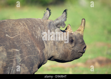 Nashorn Kalb Nahaufnahme Hochformat, Masai Mara, Kenia Stockfoto