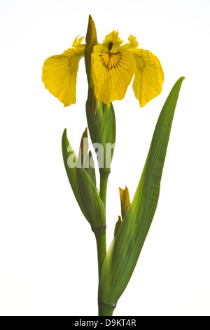 Gelbe Flagge (Iris Pseudacorus) Blumen und Blätter auf weißem Hintergrund Garten Adel Leeds West Yorkshire England Stockfoto