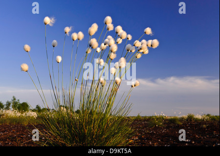 Hares-Tail Wollgras, Grasbüschel Wollgras, ummantelten Cottonsedge Vaginatum Wollgras, Scheidiges Wollgras Stockfoto