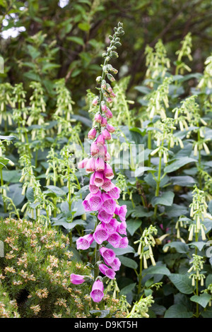 Digitalis Purpurea. Gemeinsamen Fingerhut spikes unter Phygelius. Stockfoto