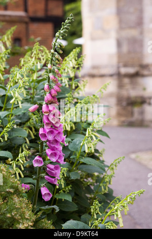 Digitalis Purpurea. Gemeinsamen Fingerhut spikes unter Phygelius. Stockfoto