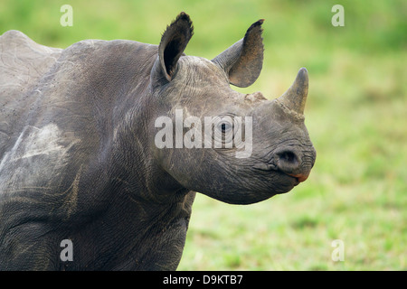 Nashorn Kalb Nahaufnahme Hochformat, Masai Mara, Kenia Stockfoto
