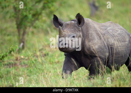 Nashorn Kalb Nahaufnahme Hochformat, Masai Mara, Kenia Stockfoto