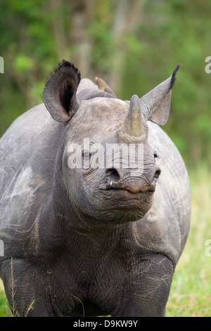 Nashorn Kalb Nahaufnahme Hochformat, Masai Mara, Kenia Stockfoto