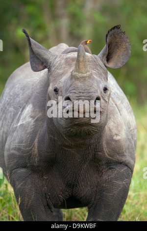 Nashorn Kalb Nahaufnahme Hochformat, Masai Mara, Kenia Stockfoto