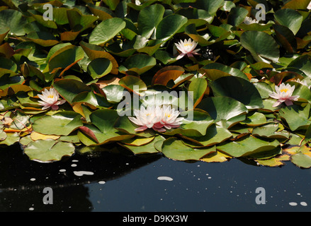 Blass rosa Seerosen schwimmend auf einem Teich im Volksgarten, Vienna Stockfoto