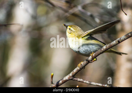 Die gemeinsame Zilpzalp (Phylloscopus Collybita) Stockfoto