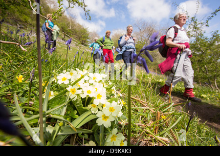 Wanderer zu Fuß vorbei an Primeln und Glockenblumen wachsen in Oxenber Woods über Austwick Stockfoto