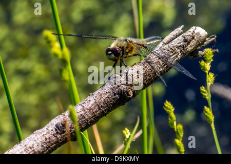 Porträt einer Libelle Stockfoto