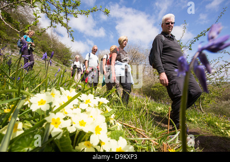 Wanderer zu Fuß vorbei an Primeln und Glockenblumen wachsen in Oxenber Woods über Austwick Stockfoto