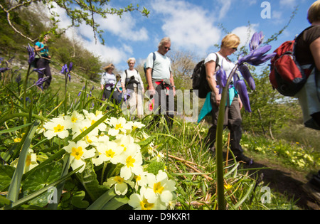 Wanderer zu Fuß vorbei an Primeln und Glockenblumen wachsen in Oxenber Woods über Austwick Stockfoto