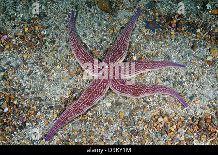 Nördlichen Pazifik Seastar (Asterias Amurensis), Meer von Japan Stockfoto