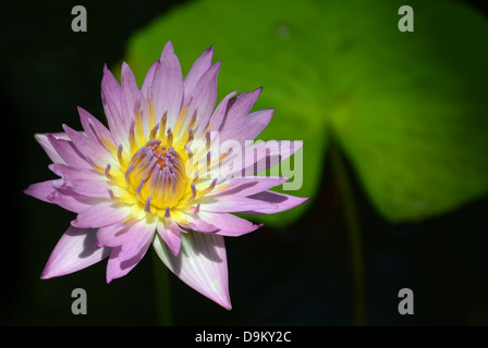 tropische Seerosen Nymphaea polaren "Rosa Platte" und Seerosenblatt Stockfoto