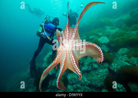 Taucher und pazifische Riesenkrake (Enteroctopus Dofleini), Meer von Japan Stockfoto