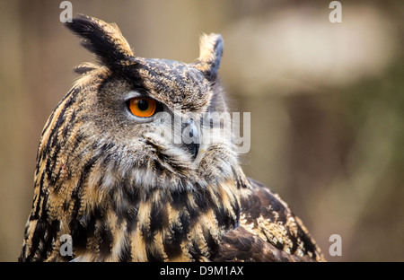 Ein Erwachsener eurasischen Uhu in all seiner Pracht. Piercing orange Augen und breite Spannweite. Carolina Raptor Center Stockfoto