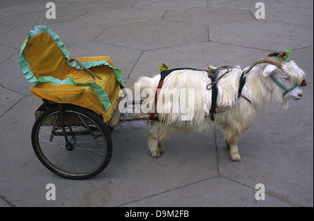 Cashmere Ziegenkarren in der Inneren Mongolei Autonome Region gezogen. China Stockfoto