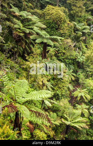 New Zealand Buschlandschaft, Waitakere Ranges, Auckland Region. Schließt ein Baumfarn. Stockfoto