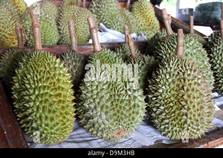 Durian aus Thailand ist Frucht mit einem starken Geruch. Stockfoto