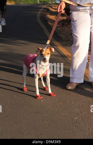 Hund Hund Schuhe bei einem Spaziergang in einem Park in Panama City, Panama. Stockfoto