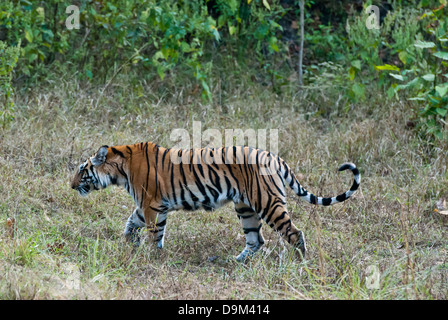 Bengal Tiger Wandern in Kanha National Park, Indien, Stockfoto