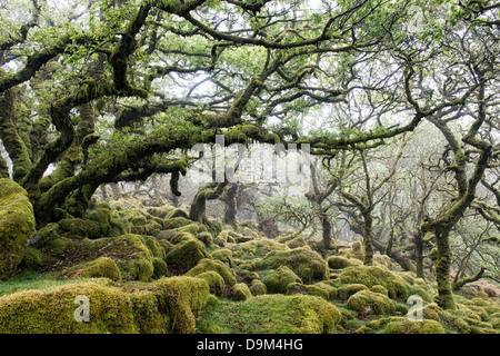 Wistmans Holz. Dartmoor, Devon, England Stockfoto