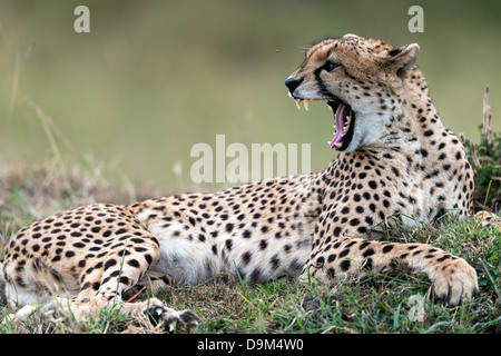 Gepard (Acinonyx Jubatus) Safari Kicheche Masai Mara Afrika Stockfoto