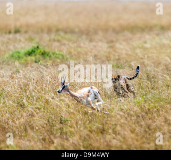Gepard (Acinonyx Jubatus) Thomson es Gazelle (Eudorcas Thomsonii) Safari Kicheche Masai Mara Afrika jagen Stockfoto