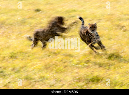 Zwei Cheetah Jungen spielen (Acinonyx Jubatus) Safari Kicheche Masai Mara Afrika Stockfoto