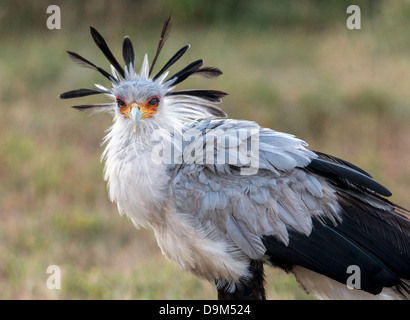 Secretarybird oder Sekretär Vogel (Sagittarius Serpentarius) Kicheche Masai Mara Afrika Stockfoto