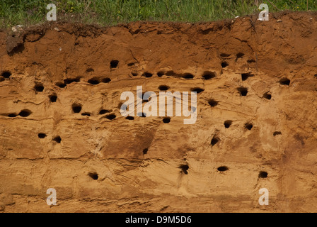 Kolonie von Sand Martins (Riparia Riparia) bei Verschachtelung Klippe Stockfoto