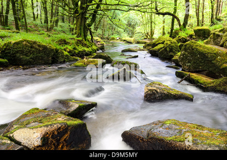 Der Fluss Fowey fließt durch den alten Wald bei Golitha fällt am südlichen Rand des Bodmin Moor in Cornwall. Stockfoto