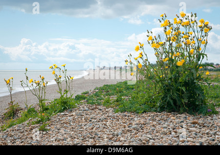 Suffolk-Kiesstrand in Aldeburgh Stockfoto