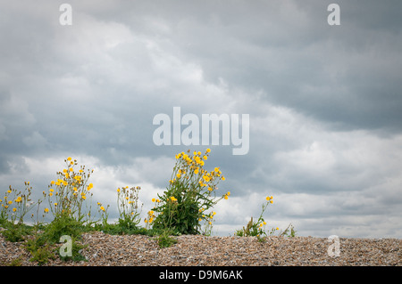 Gelbe gehörnten Mohn Glaucium Flavum wächst in den Strand von Aldeburgh in Suffolk UK Stockfoto